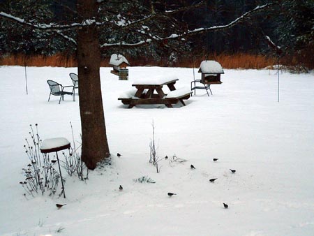 snowbirds