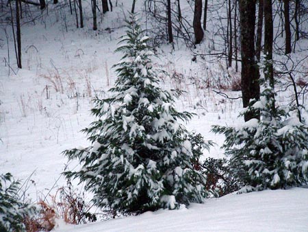 snowtree